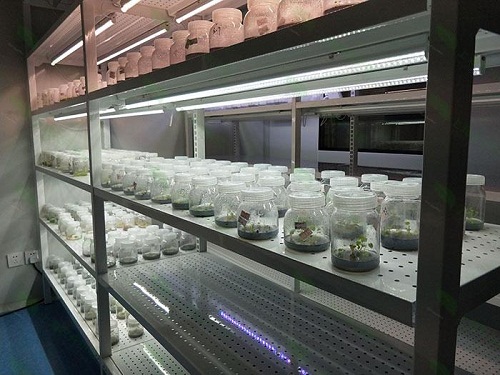 五龙口镇植物组织培养实验室设计建设方案